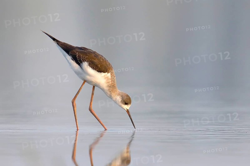 Black-winged Black-winged Stilt