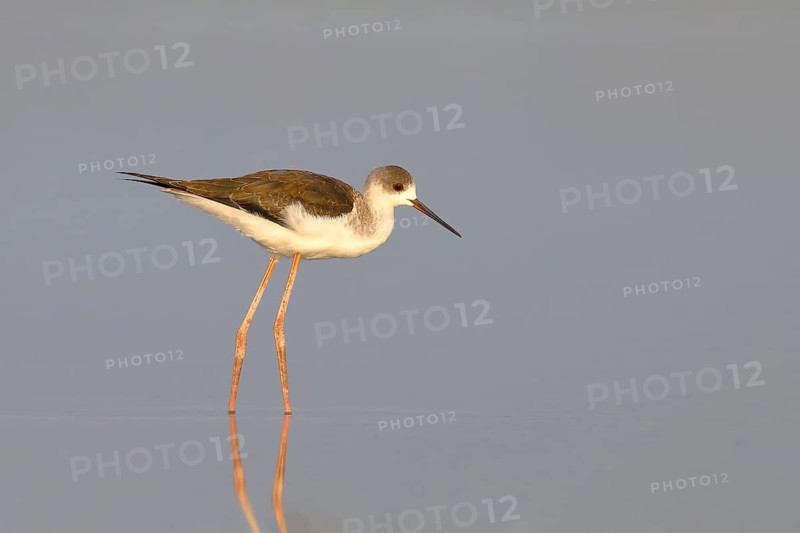 Black-winged Black-winged Stilt
