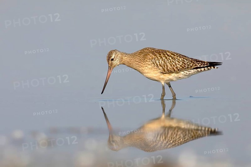Bar-tailed Godwit