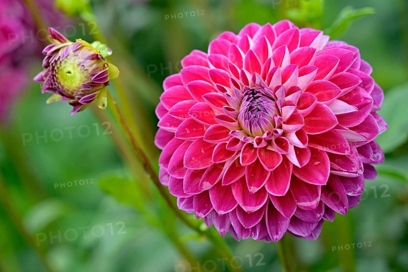 Decorative Dahlia