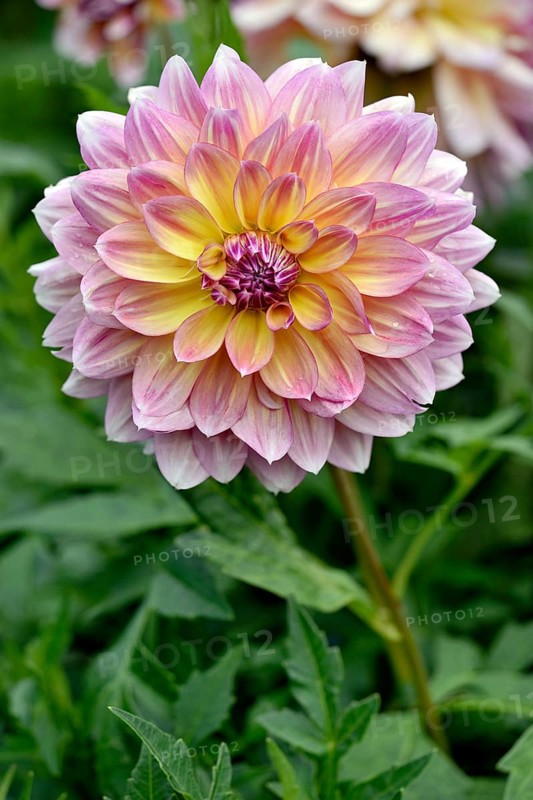 Dahlia