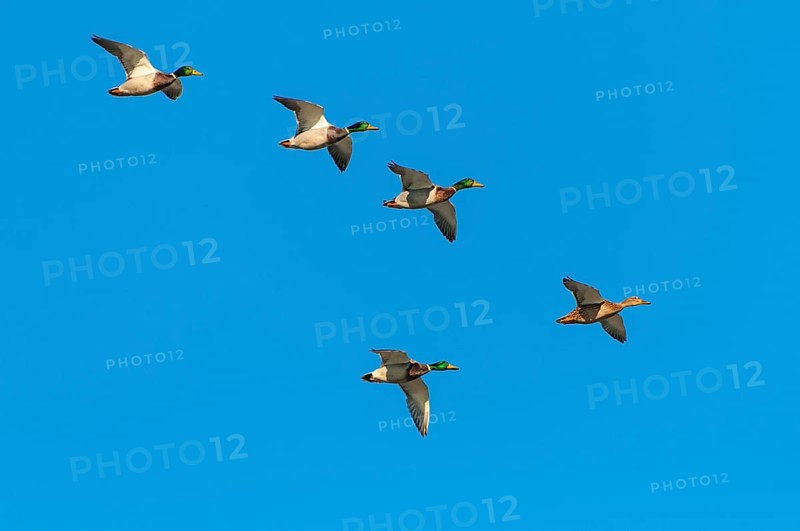 Crowd Mallards
