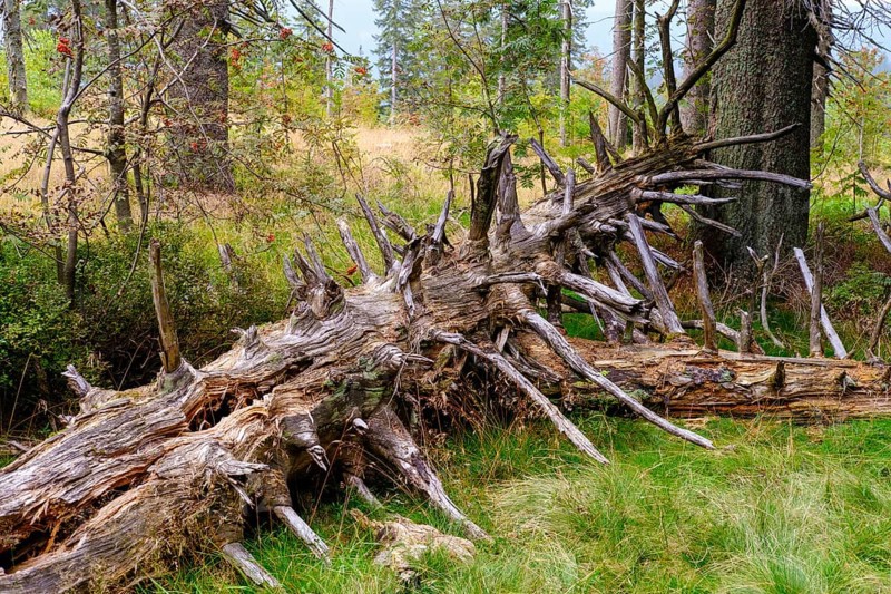 Rotting spruce