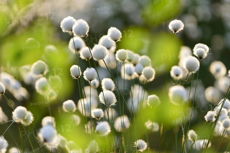 Hare's-tail cottongrass