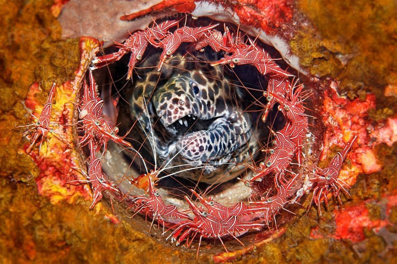 Laced moray