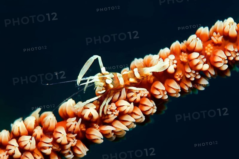 Zanzibar Whip Coral Shrimp
