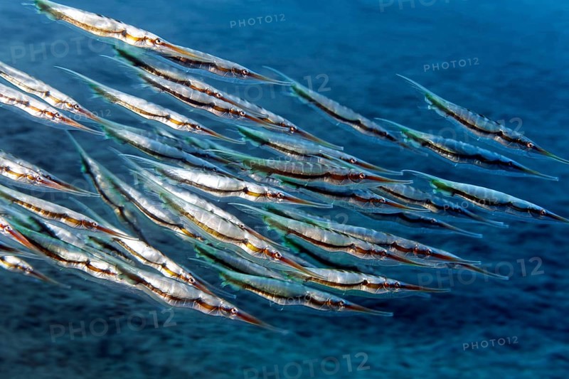 Swarm Aeoliscus strigatus