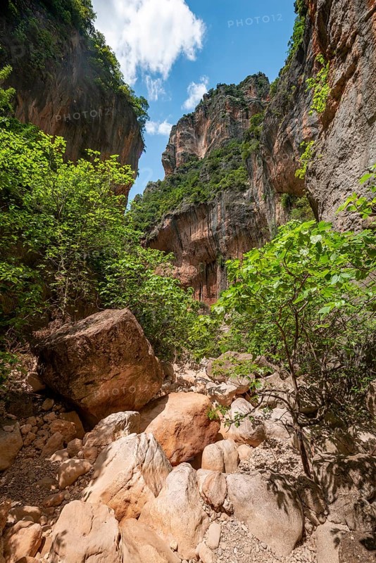Green trees in the gorge