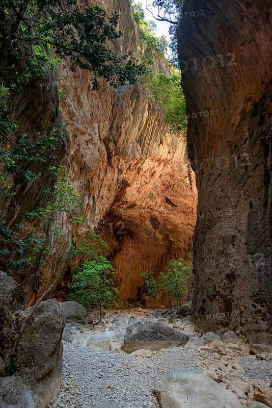 Green trees in the gorge
