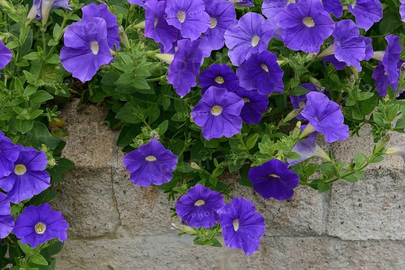 Blue flowering Petunia x atkinsiana