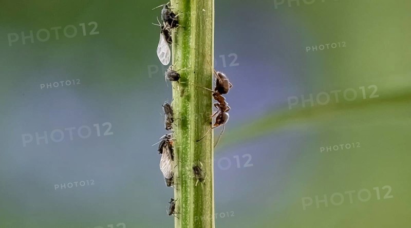 Ant