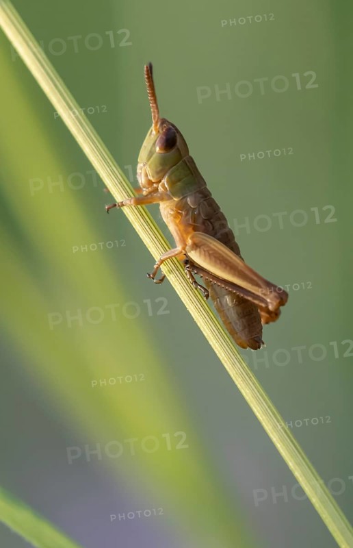 Meadow grasshopper