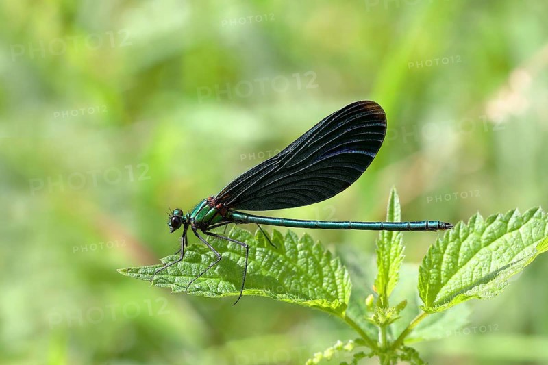 Beautiful Demoiselle