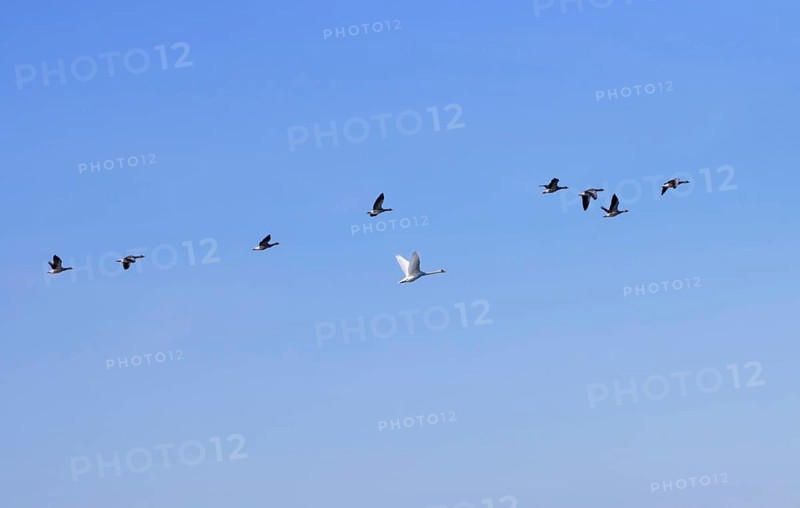 Eight grey geese and a swan