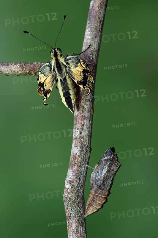 Swallowtail butterfly