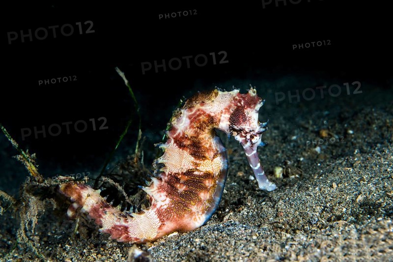 Spiny Seahorse