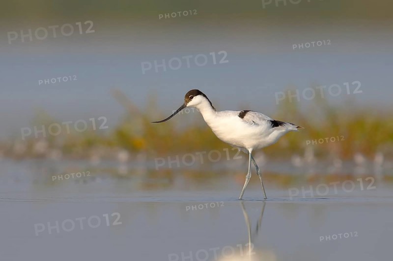 Avocet