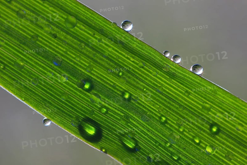 Blade of grass with dew drops