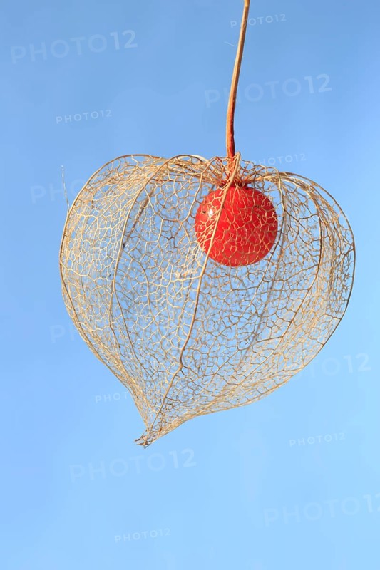 Bladder cherry