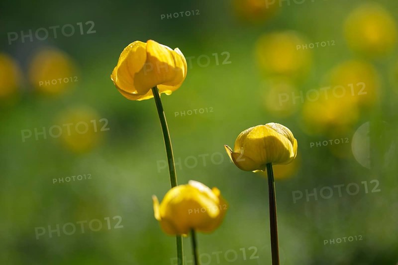 Troll flower