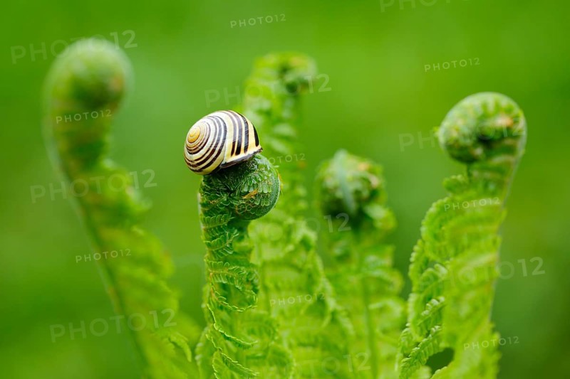 Hain ribbon snail
