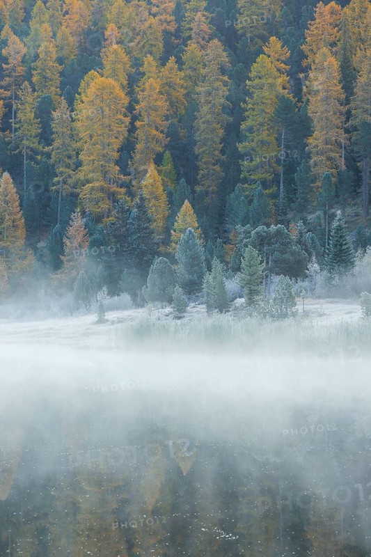 Larch and spruce forest on Lake Stazersee