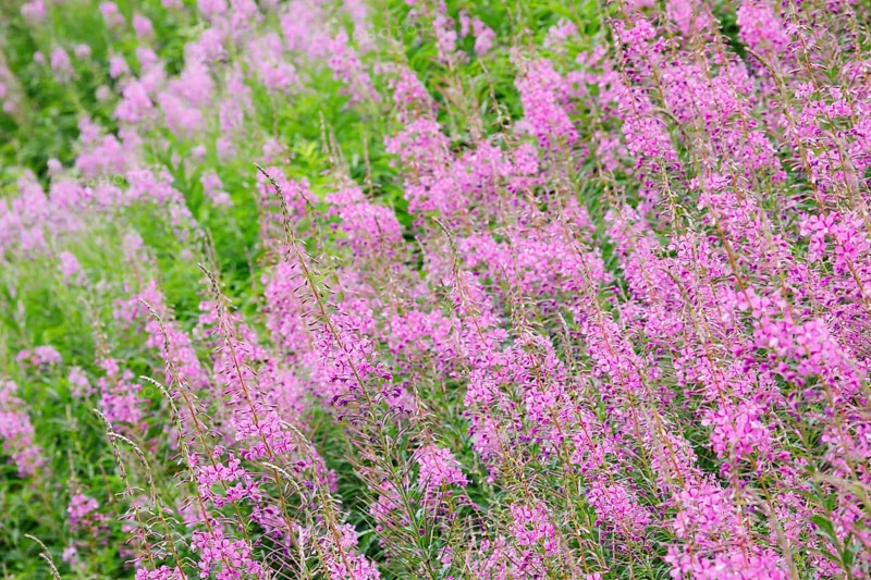 Narrow-leaved willowherb