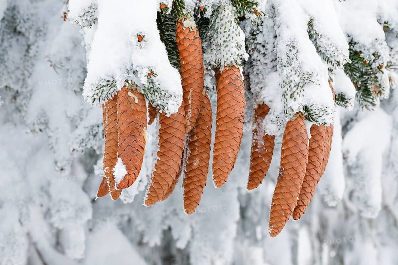 Fir cone with hoarfrost