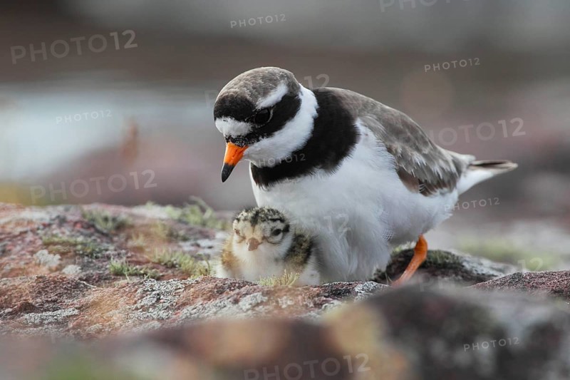 Little Ringed Plover with chicks