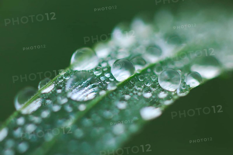 Blade of grass with dew drops