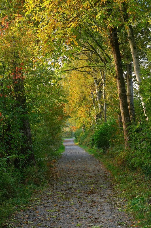 Forest path at the Pfaeffikersee