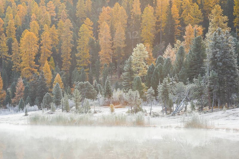 Larch and spruce forest on Lake Stazersee