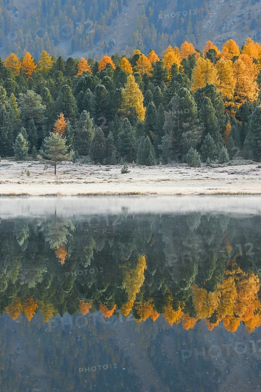 Larch and spruce forest on Lake Stazersee