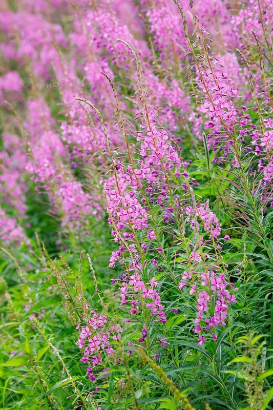 Narrow-leaved willowherb