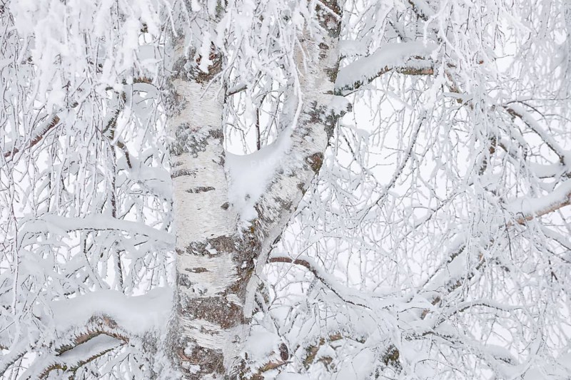 Birch with hoarfrost