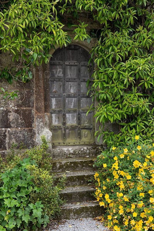 Old wooden door ingrown with plants