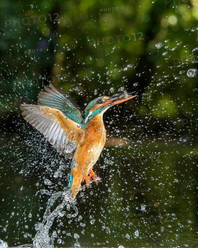 Busted Common kingfisher