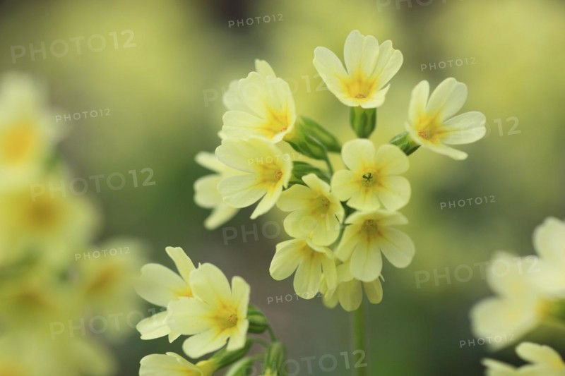 Common cowslip