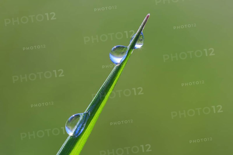 Blade of grass with dew drops