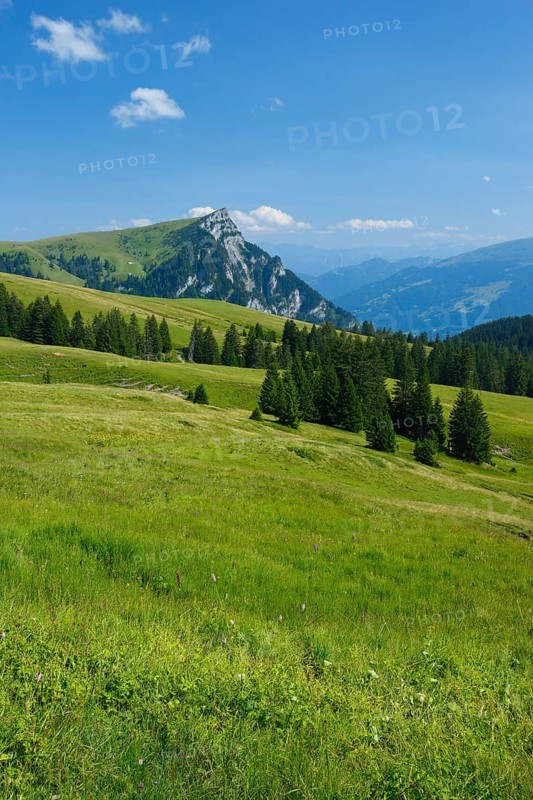 Alp Palfries with Tschuggen