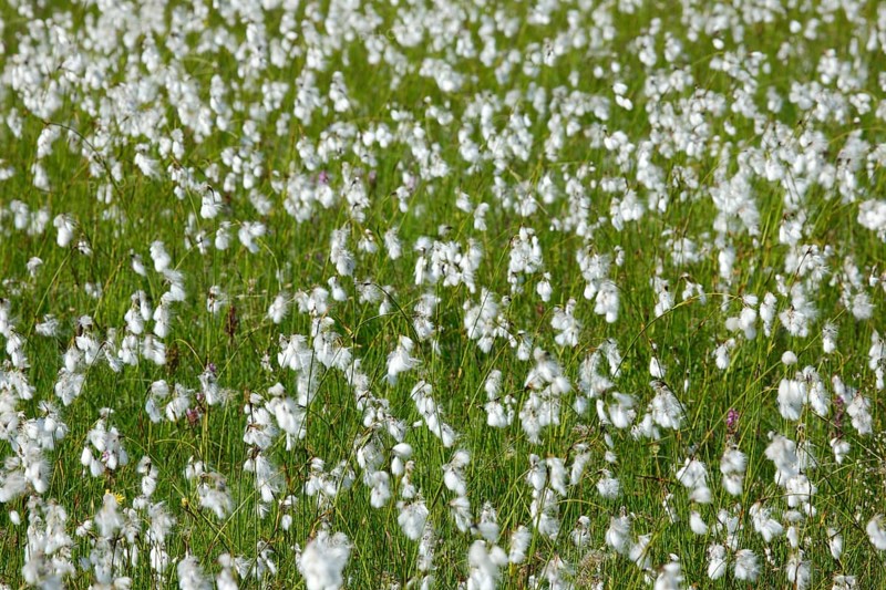 Cotton grass