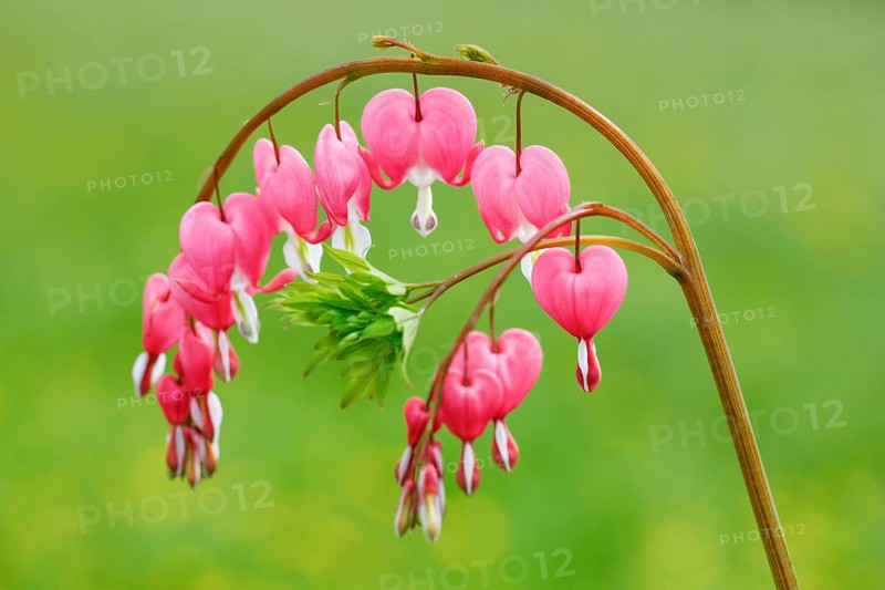 Tearful heart