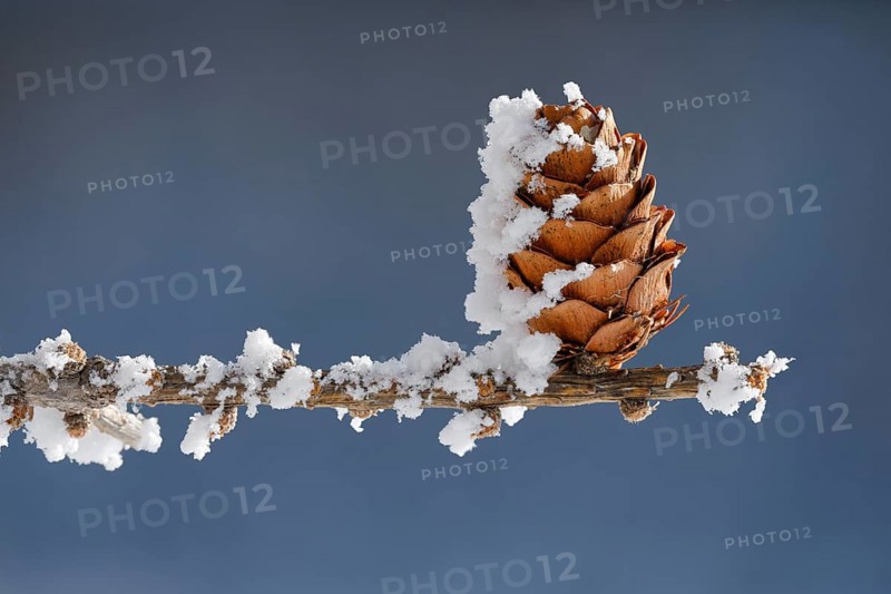Larch cone with hoarfrost