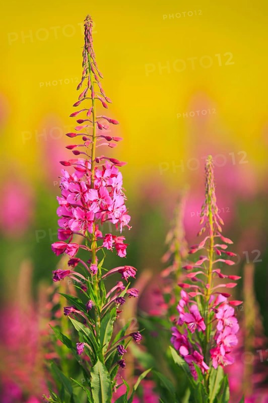 Narrow-leaved willowherb