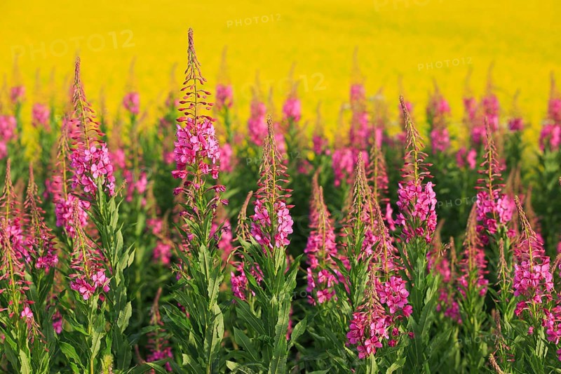 Narrow-leaved willowherb