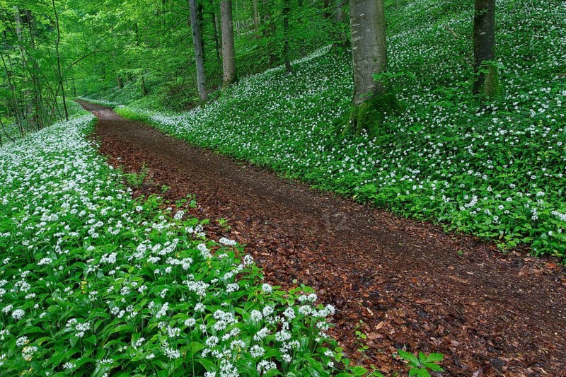 Deciduous forest with blooming wild garlic in spring