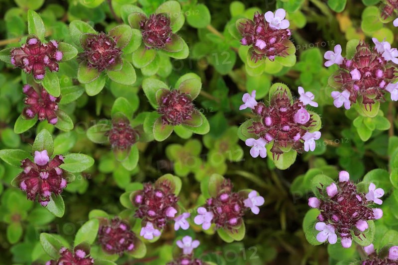 Wild thyme