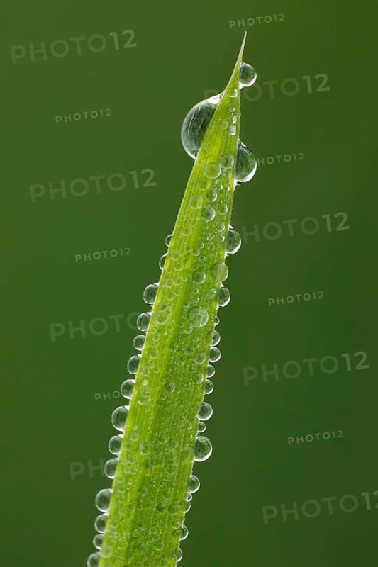 Blade of grass with dew drops
