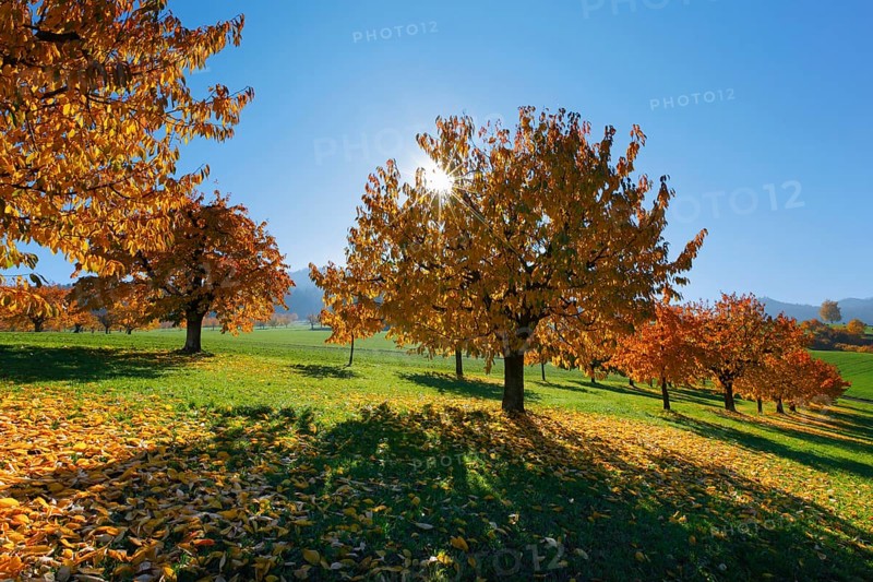 Cherry trees in autumn