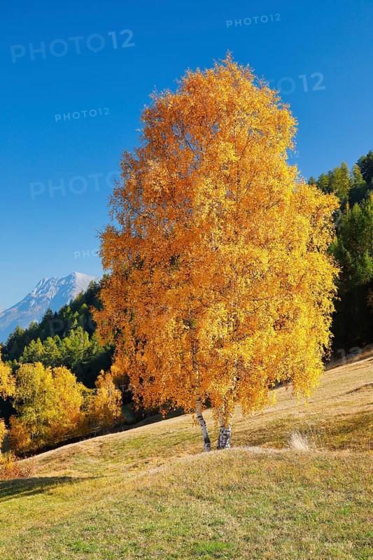 Birch